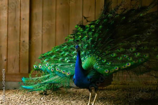 Fototapeta クジャクが大きく羽を広げていた