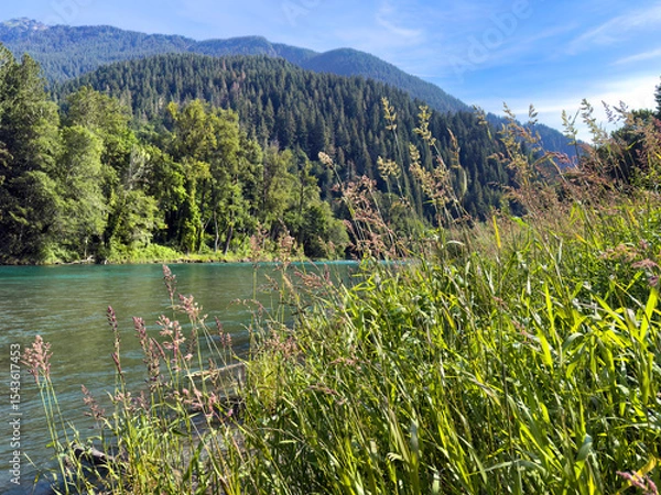 Fototapeta Tall colorful grass next to Skagit river in Washington state during late spring