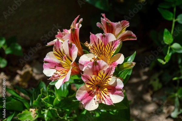 Obraz Flores Alstroemerias o lirios de los incas

