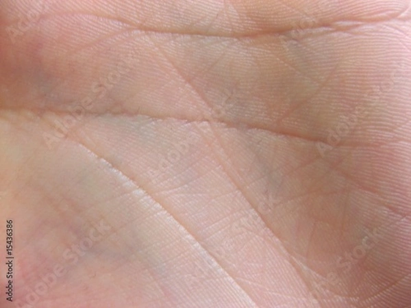 Fototapeta palm texture