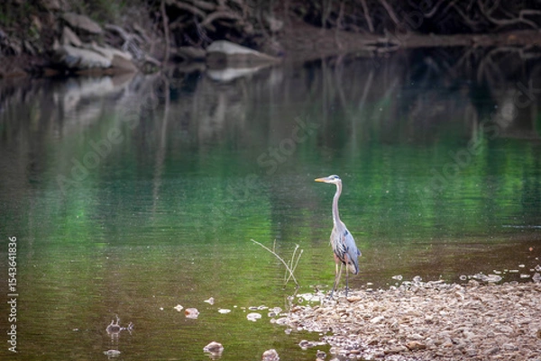 Obraz great blue heron