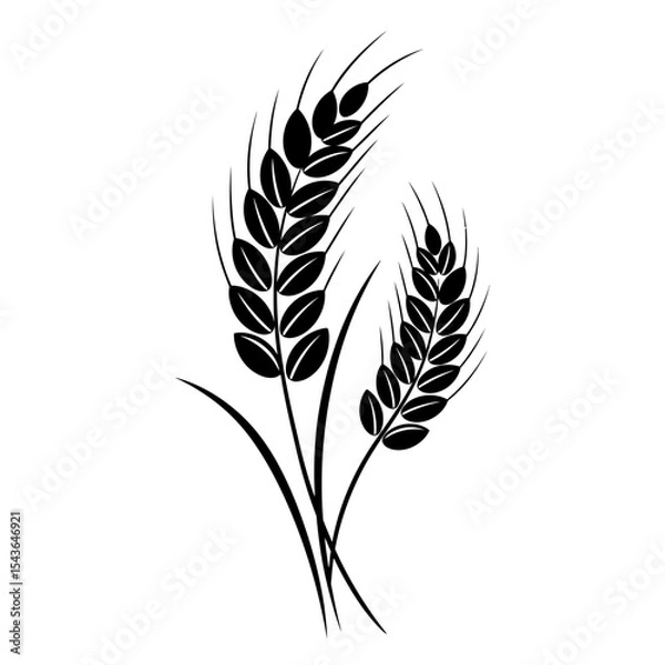 Obraz Stylized black wheat stalks on a white background silhouette