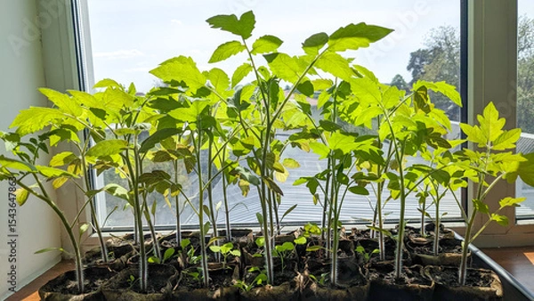Obraz Tomato seedlings growing in biodegradable pots on a sunny windowsill. The young green tomatoes plants reach upward, soaking in natural light, preparing for transplanting into a garden.