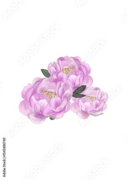 Fototapeta pink carnation flowers
