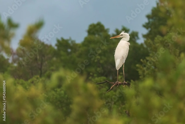 Obraz Great White Heron