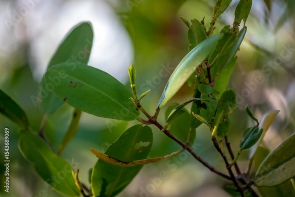 Obraz Budding Mangrove in the Florida Keys