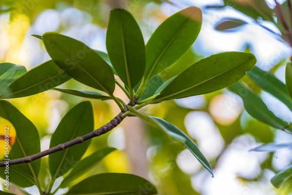 Obraz Red Mangrove Leaves