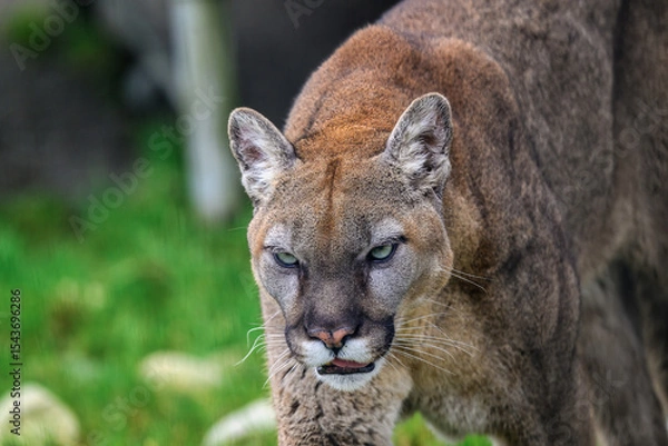 Fototapeta 2025-03-02 CLOSE UP OF A LARGE COUGAR WITH EARS UP AND BRIGHT EYES AND A INTENSE LOOK AT THE COUGAR MOUNTAIN ZOO IN ISSAQUAH WASHINGTON
