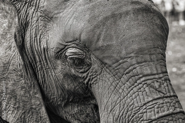 Fototapeta 2025-01-04 CLOSE UP OF A BABY ELEPHANT SHOWING THE ROUGH TEXTURE OF ITS HIDE IN BLACK AND WHITE IN KAREN KENYA
