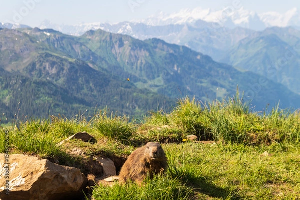 Obraz Alpine marmot (Marmota marmota) in the Swiss Alps