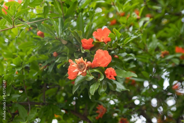 Obraz Branches of the pomegranate tree (Punica granatum) with bright red flowers