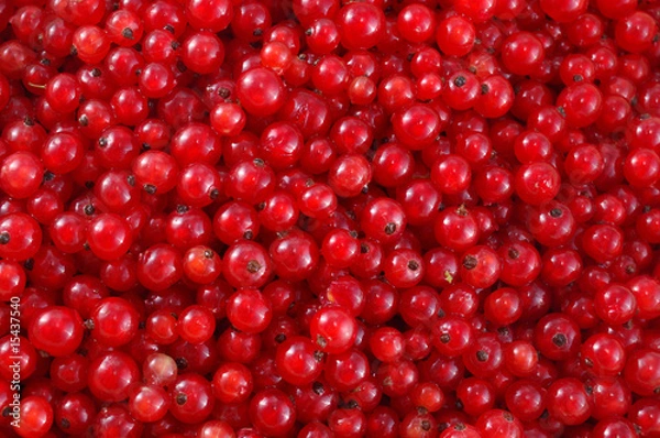 Fototapeta red currant