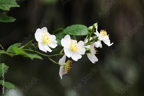 Obraz Wild Japan Endemic Rose (Rosa onoei var. hakonensis)