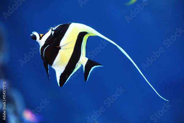 Obraz Moorish Idol (Zanclus cornutus) swimming in reef