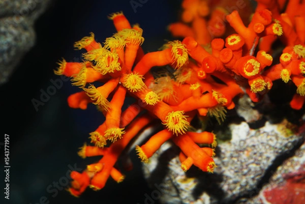 Obraz Orange cup coral (Dendrophyllia arbuscula)