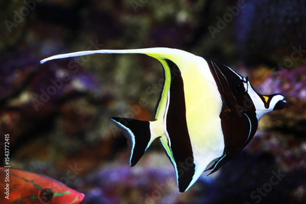 Obraz Moorish Idol (Zanclus cornutus) swimming in reef