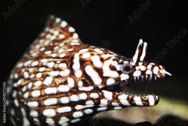 Obraz leopard moray eel, tiger moray eel or dragon moray (Enchelycore pardalis)