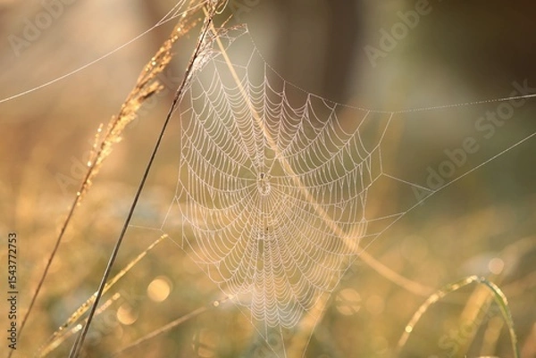 Fototapeta Spider web on a meadow during sunrise