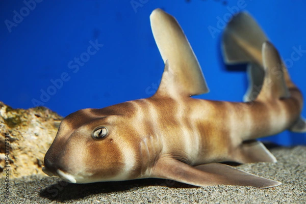 Obraz Bullhead Japanese Hornshark (Heterodontus japonicus) 