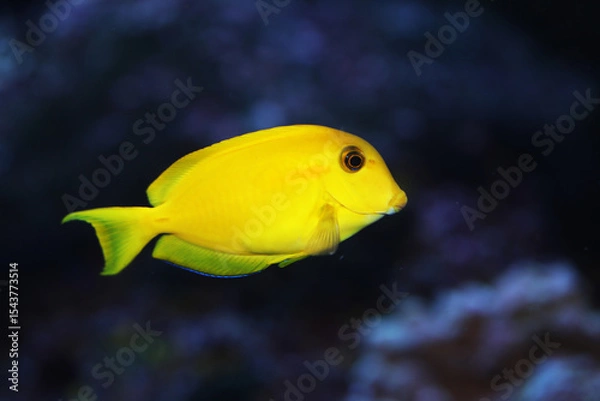 Obraz Orangespot or Orange shoulder Surgeonfish (Acanthurus olivaceus)	