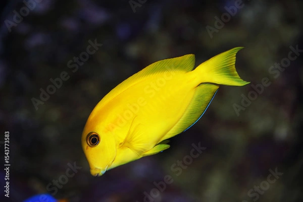 Obraz Orangespot or Orange shoulder Surgeonfish (Acanthurus olivaceus)