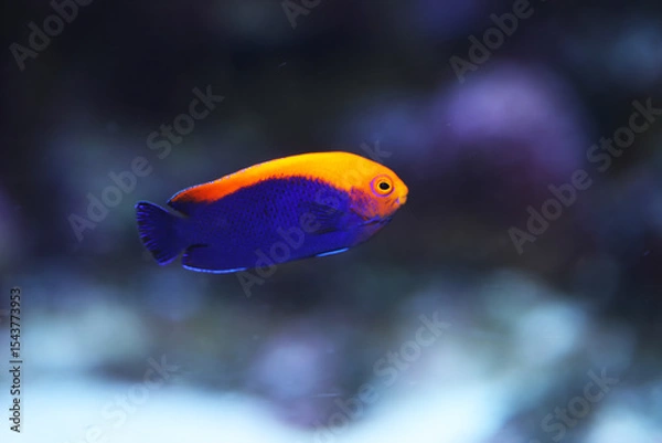 Obraz Brazilian flameback angelfish (Centropyge aurantonotus)	