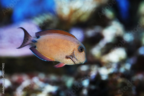 Obraz Lavender Tang (Acanthurus nigrofuscus) in reef tank