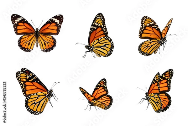 Obraz Monarch Butterflies Displayed in Multiple Views
