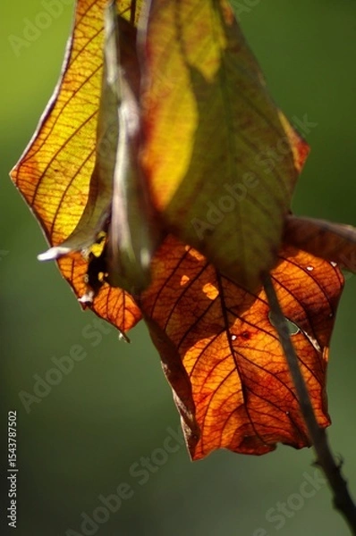 Obraz liście jesienne, autumn leaves