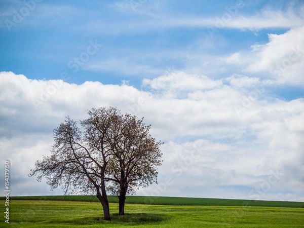 Obraz Obstbäume im Feld
