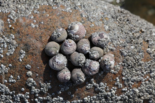 Obraz a round stone with shells on it, background