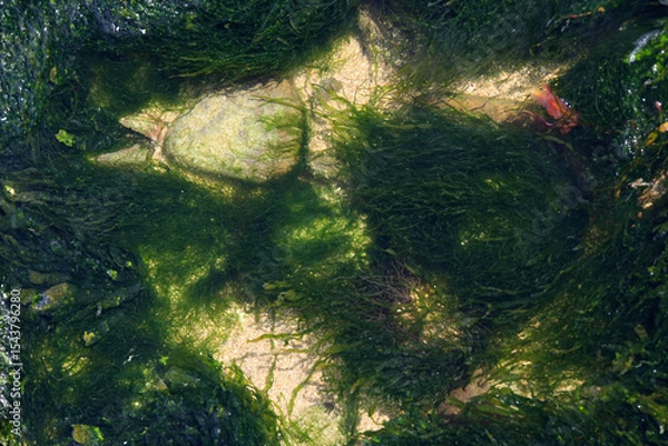Obraz stones on the bottom, green algae, background