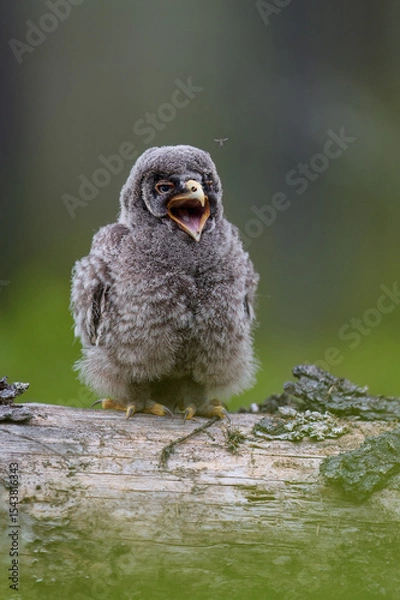Obraz Great grey owl owlet and mosquito in the forest scenery at summer