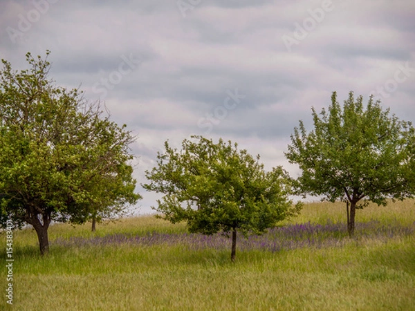 Obraz Baumgrundstück