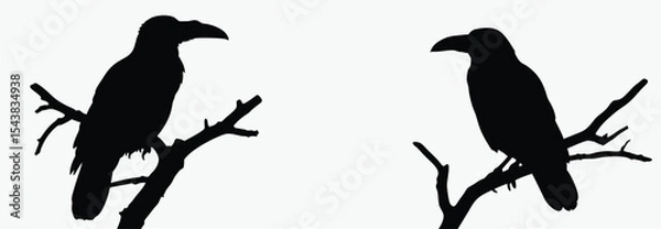 Obraz Crow on tree branch, bird silhouette vector, perched black and white illustration, spooky clipart, white background