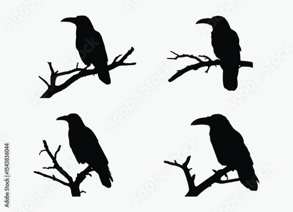 Obraz Crow on tree branch set , bird silhouette vector, perched black and white illustration, spooky clipart, white background
