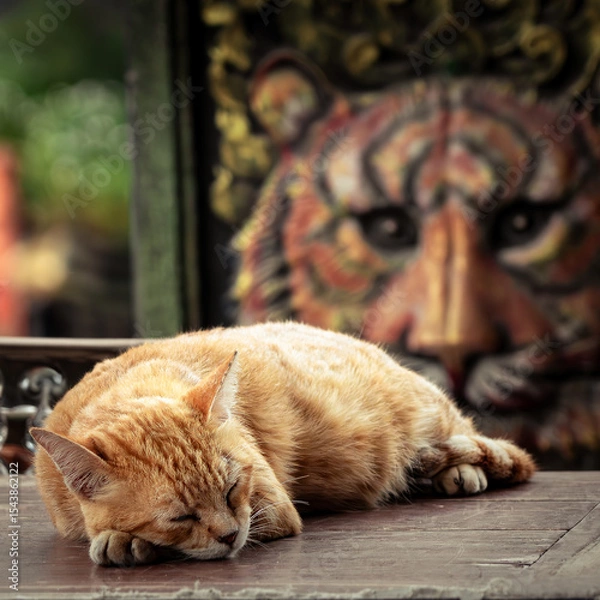 Obraz Ginger Cat Sleeping Peacefully in Front of a Tiger Mural at a Thai Temple