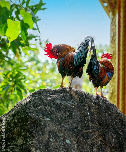 Obraz rooster in the farm