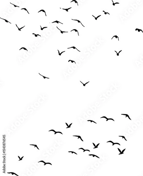 Obraz flock of birds