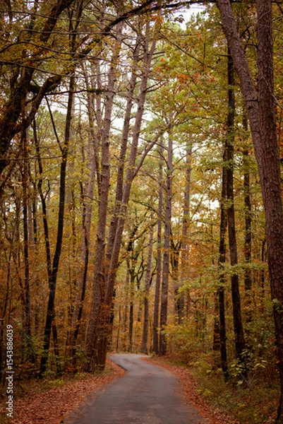 Obraz path through the autumn trees