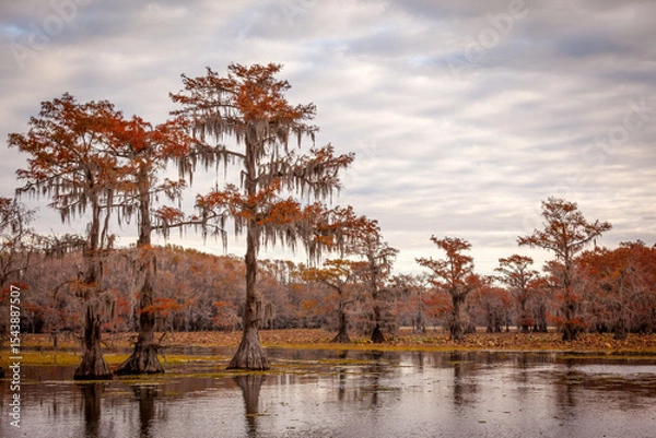 Obraz cypress trees in fall