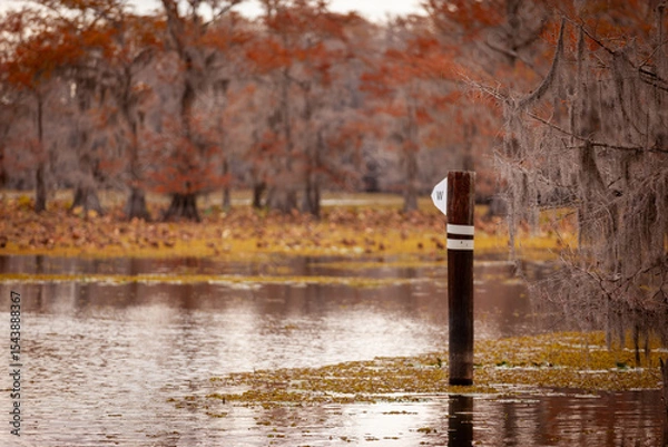 Obraz W in the swamp