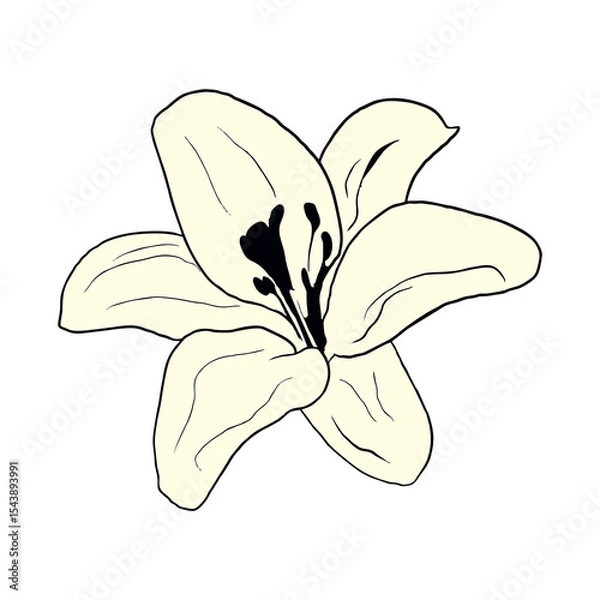 Obraz lily flower