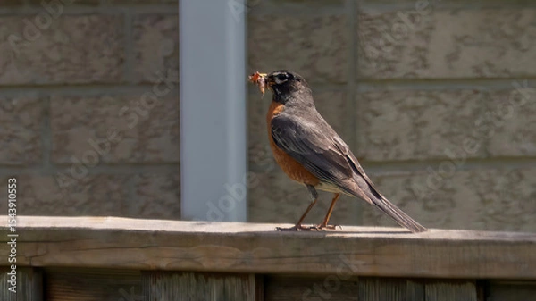 Fototapeta American Robin rests on the fence and with prey in its mouth