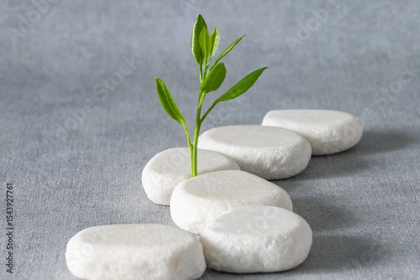 Fototapeta Green sprout on a winding path of white stones on a gray background. Conceptual still life.