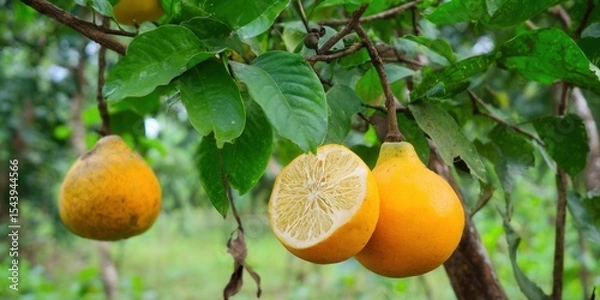 Obraz Close up of fresh, ripe oranges on a tree branch with green leaves and soft background.