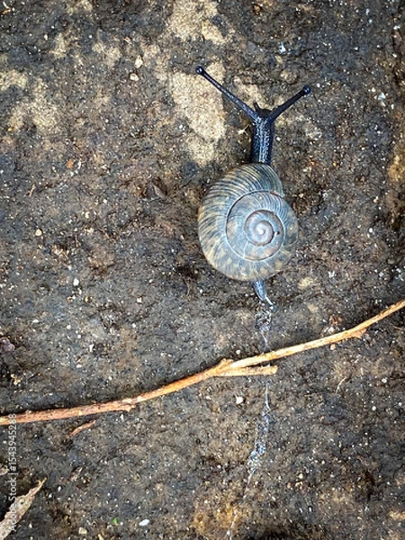 Obraz snail on a stone