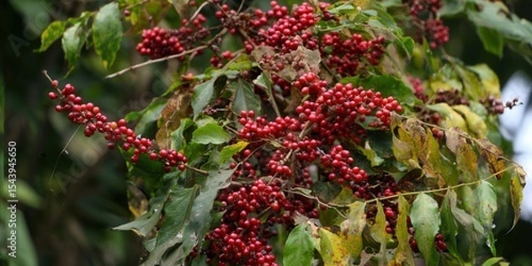 Obraz Red coffee cherries are ripe on a branch, ready for harvest, perfect for a delicious morning beverage.