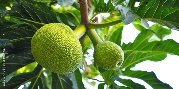 Obraz Two Breadfruit hanging from a tree branch with lush green leaves.