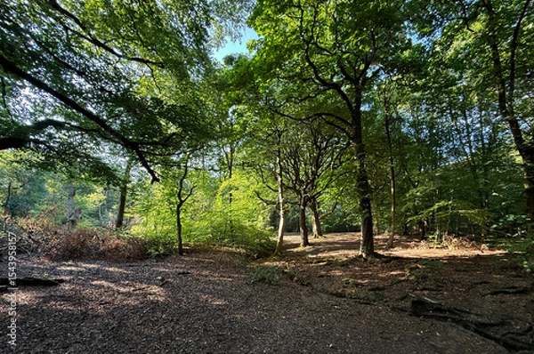 Fototapeta “Sunlight, dappled and golden, slips through the verdant woodland veil, painting flickers of warmth across a hushed forest floor, deep in the heart of Judy Woods, Bradford, Yorkshire, UK"